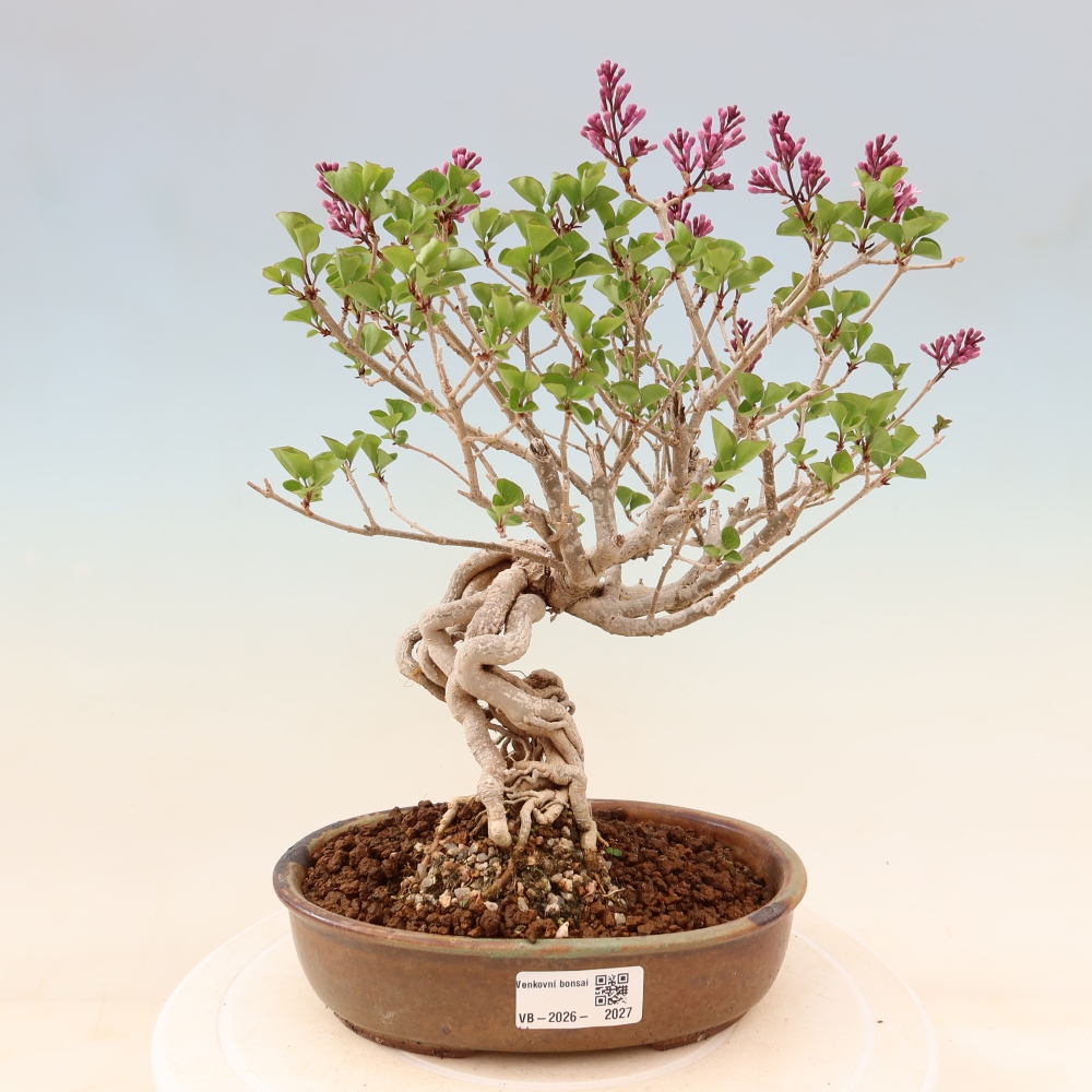Bonsai da esterno - Syringa microphylla - lillà a fiore piccolo