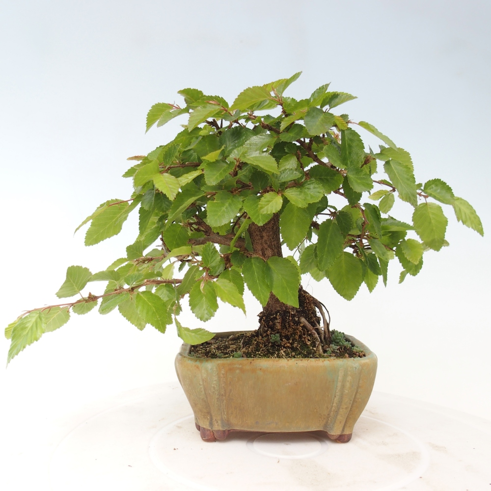 Bonsai da esterno -Carpinus CARPINOIDES - Carpino coreano