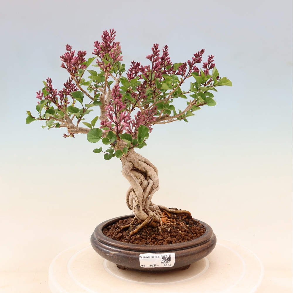 Bonsai da esterno - Syringa microphylla - lillà a fiore piccolo