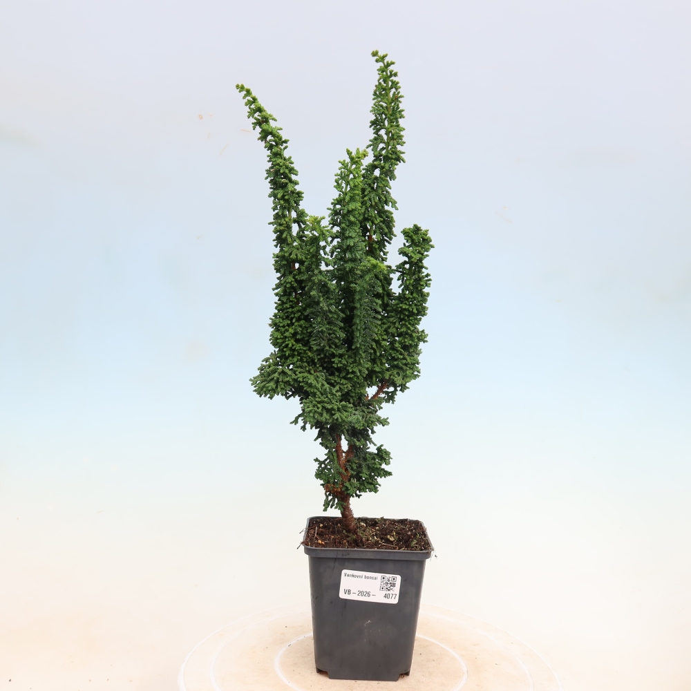 Bonsai da esterno - Cham. obtusa SEKKA HINOKI - Cipresso