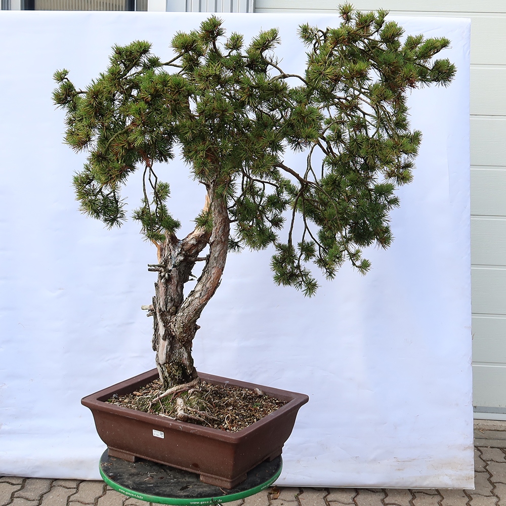 Pinus sylvestris Spagna - pino silvestre