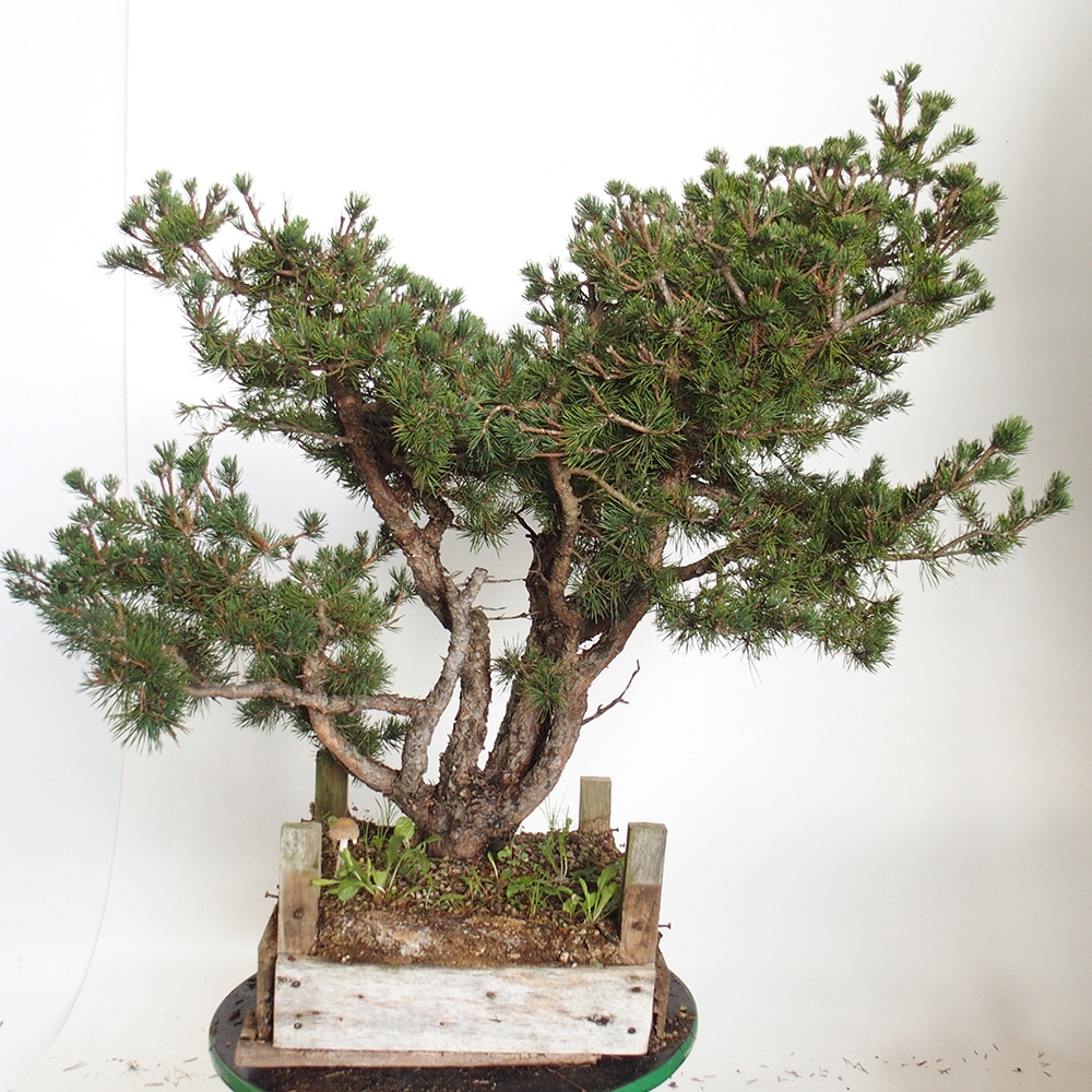 Yamadori - Pinus sylvestris Spagna