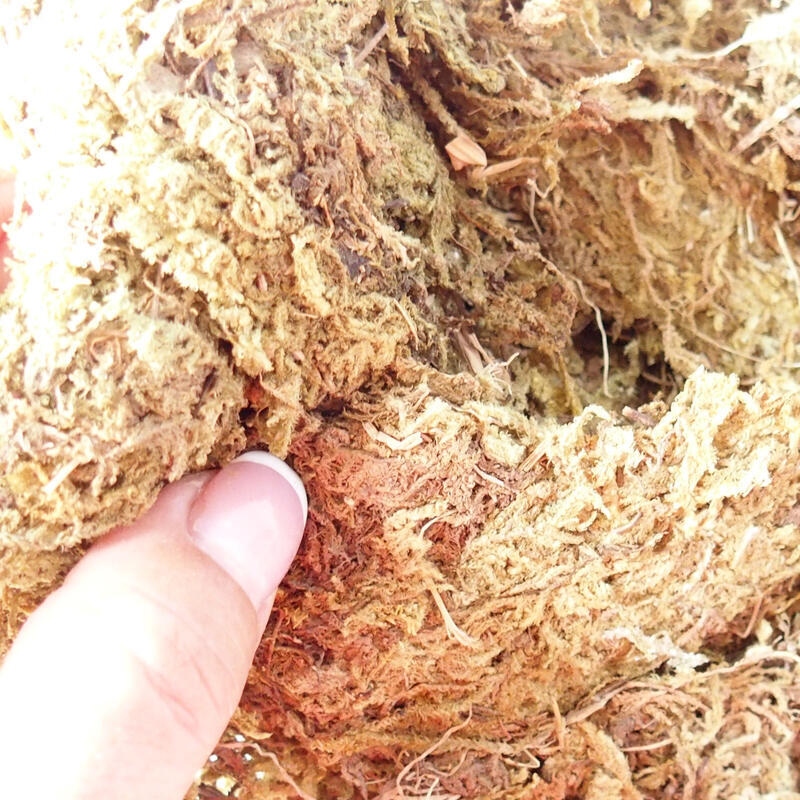 Bryophyta - muschio 5 kg