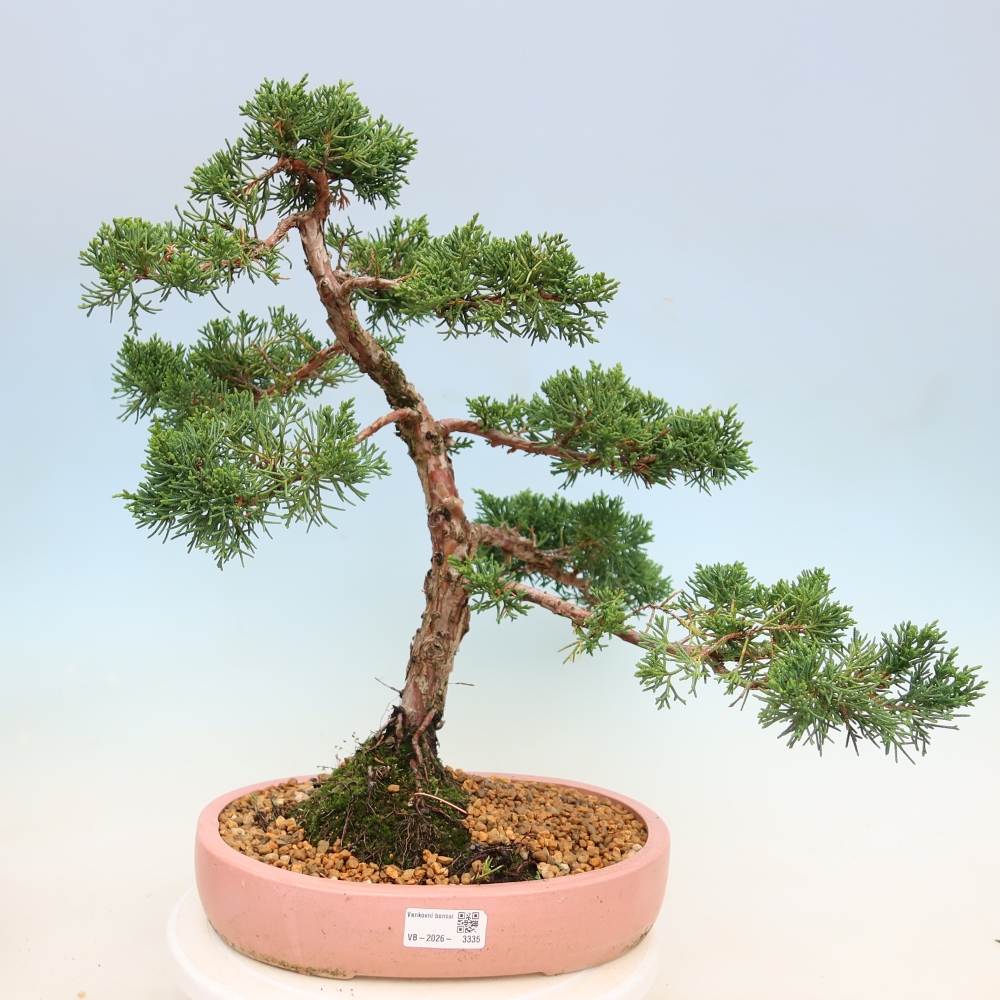 Bonsai da esterno - Juniperus chinensis Kishu