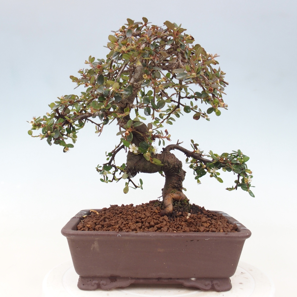 Bonsai da esterno - Cotoneaster dammeri - Roccia di Damer