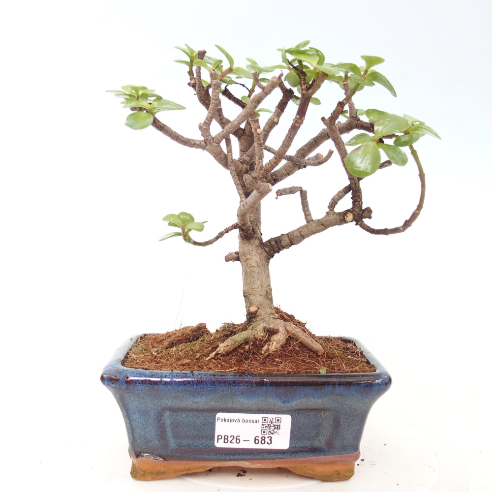 Camera bonsai - Portulakaria Afra - Tlustice