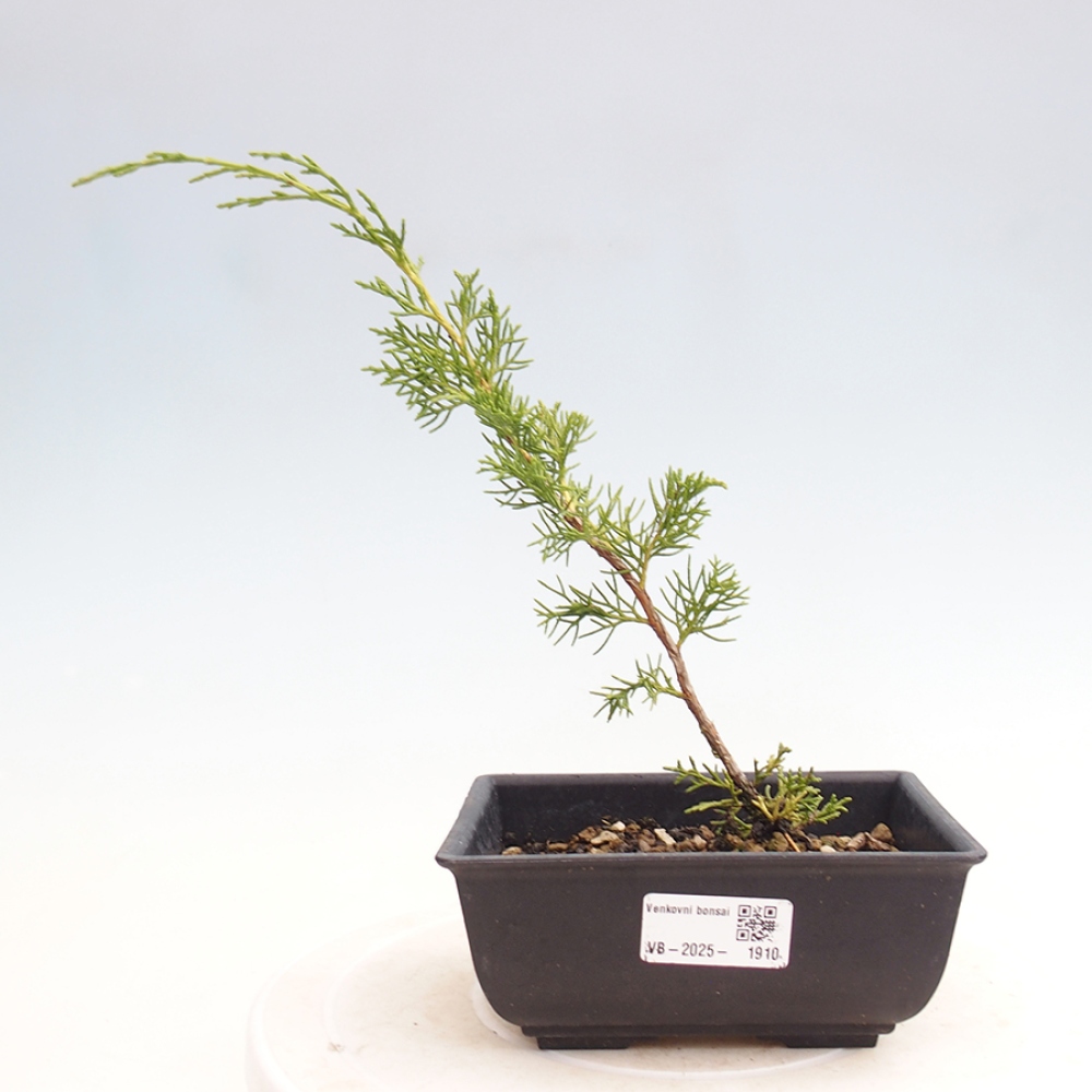 Bonsai da esterno - Juniperus chinensis Itoigawa