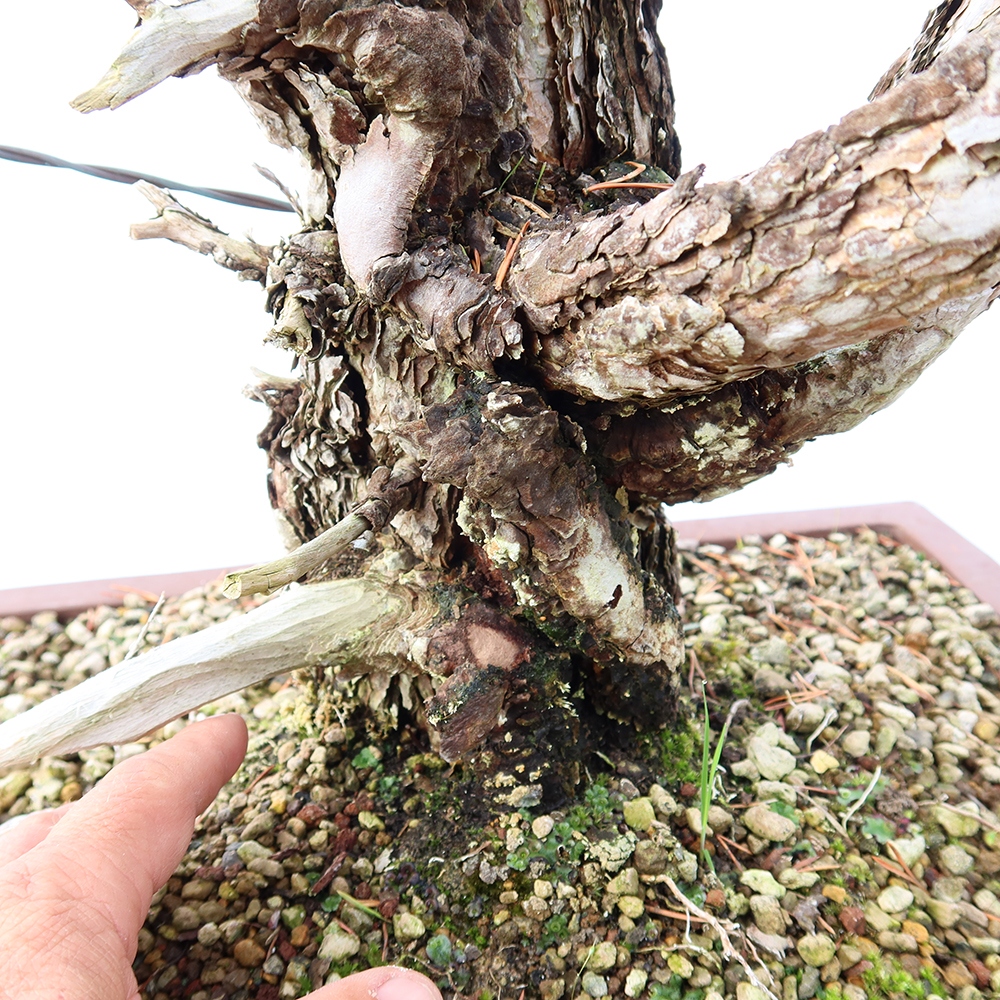 Pinus sylvestris Spagna - pino silvestre