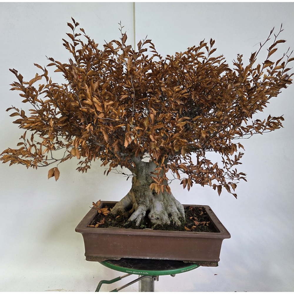 Bonsai da esterno - Fagus crenata