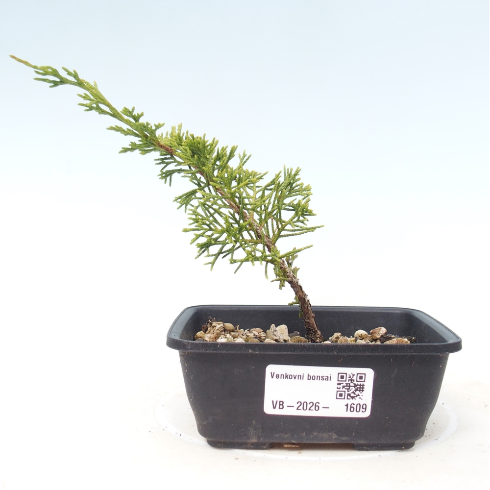 Bonsai da esterno - Juniperus chinensis Itoigawa