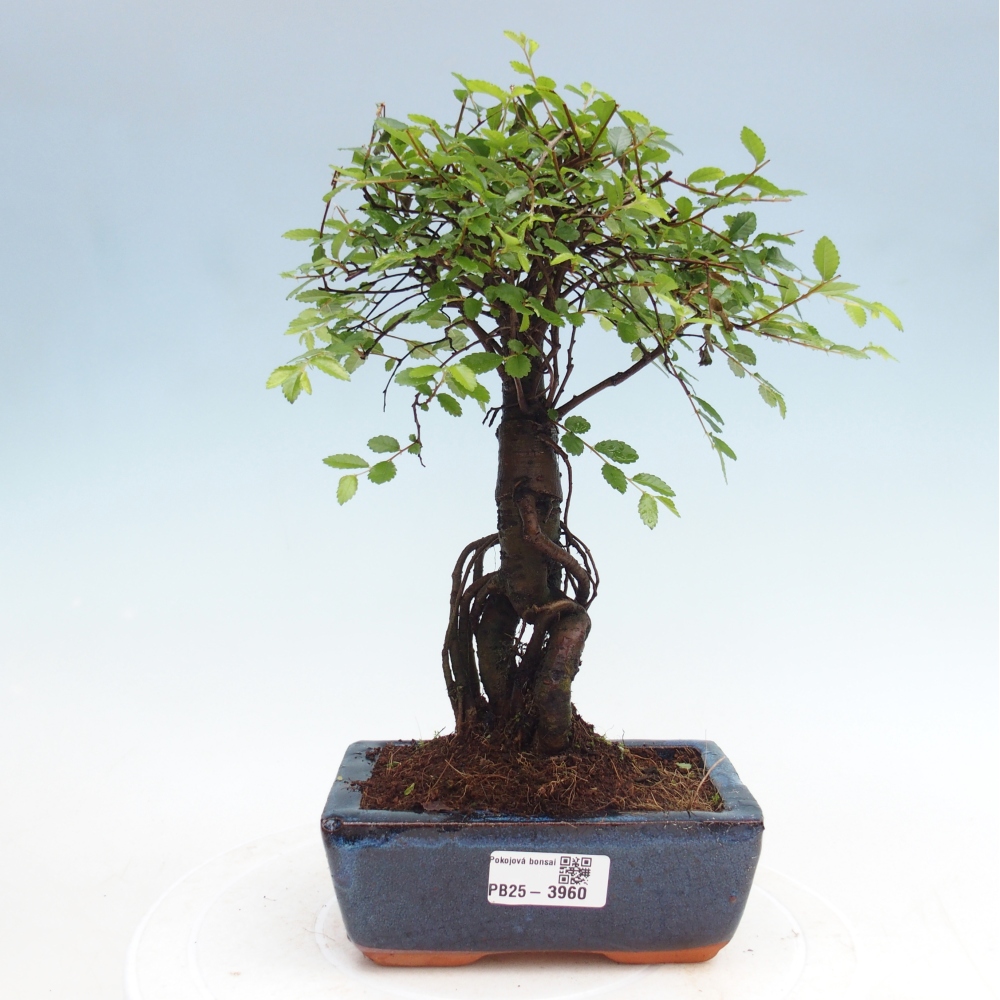 Camera bonsai - Ulmus parvifolia - Olmo a foglie piccole
