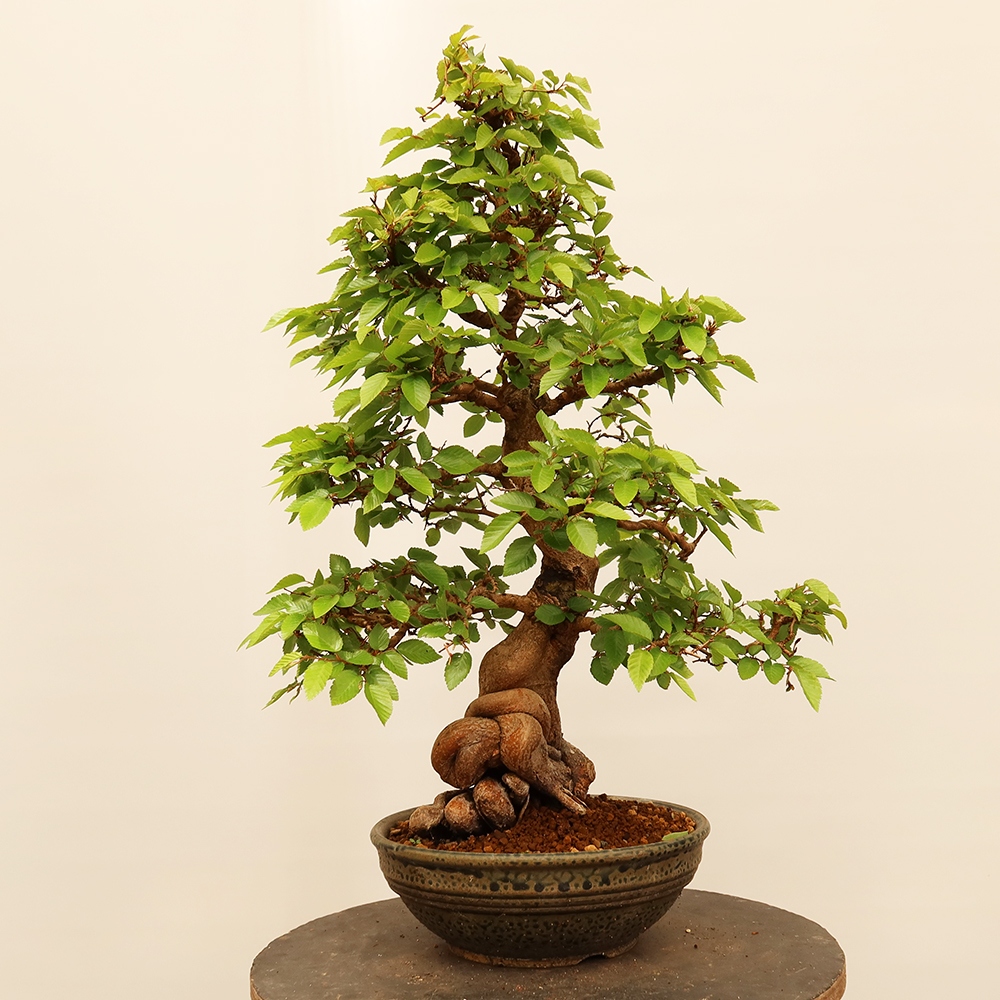 Bonsai da esterno -Carpinus Coreana - Carpino coreano