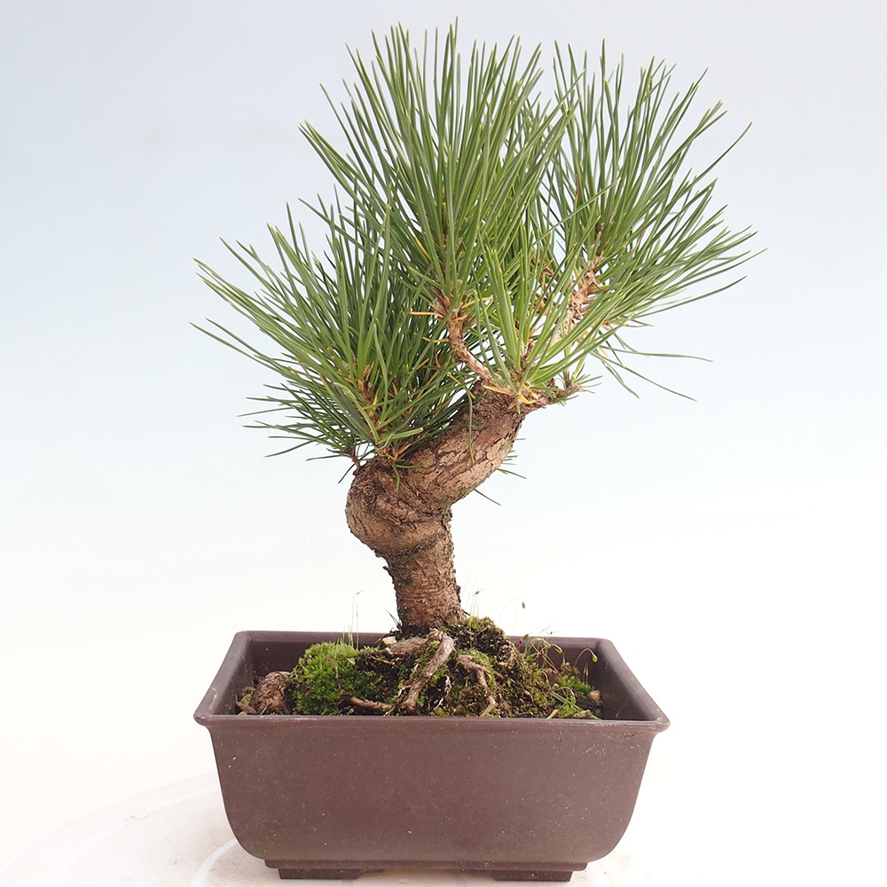 Bonsai da esterno - Pinus thunbergii - Pino di Thunberg
