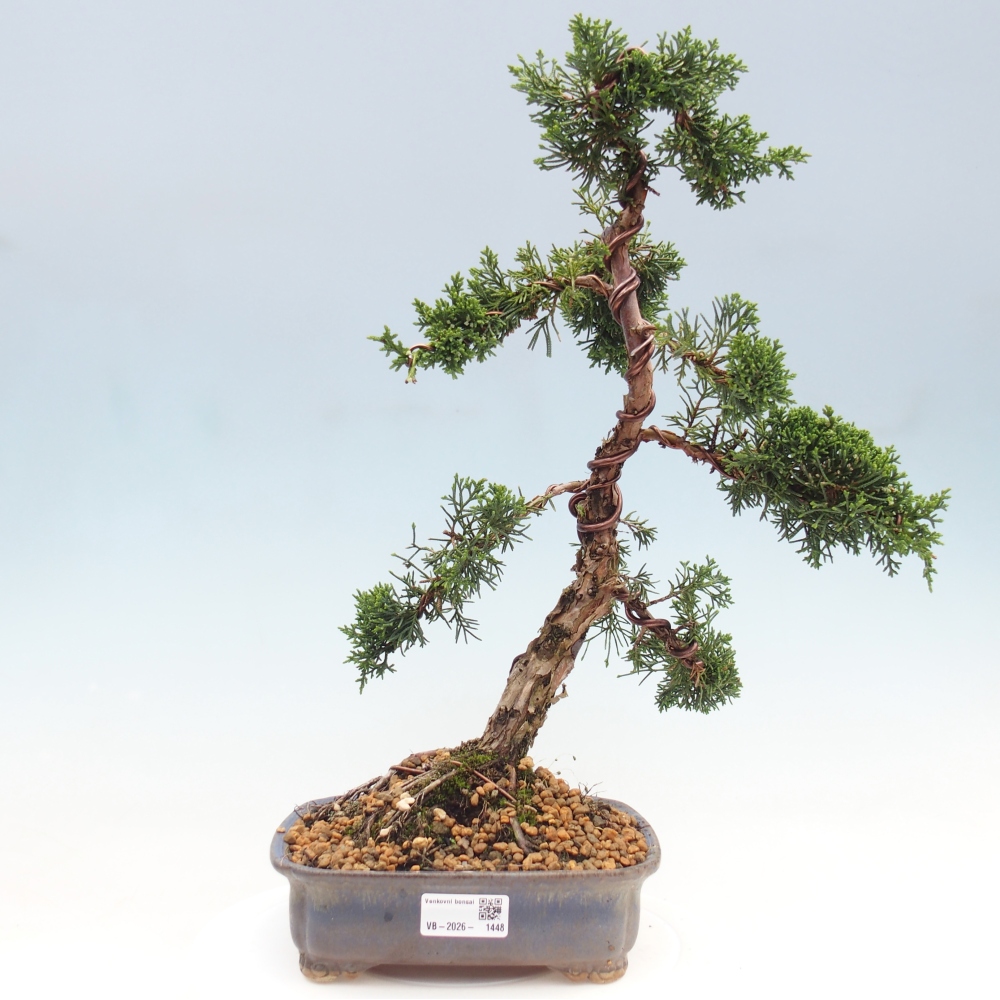 Bonsai da esterno - Juniperus chinensis Kishu