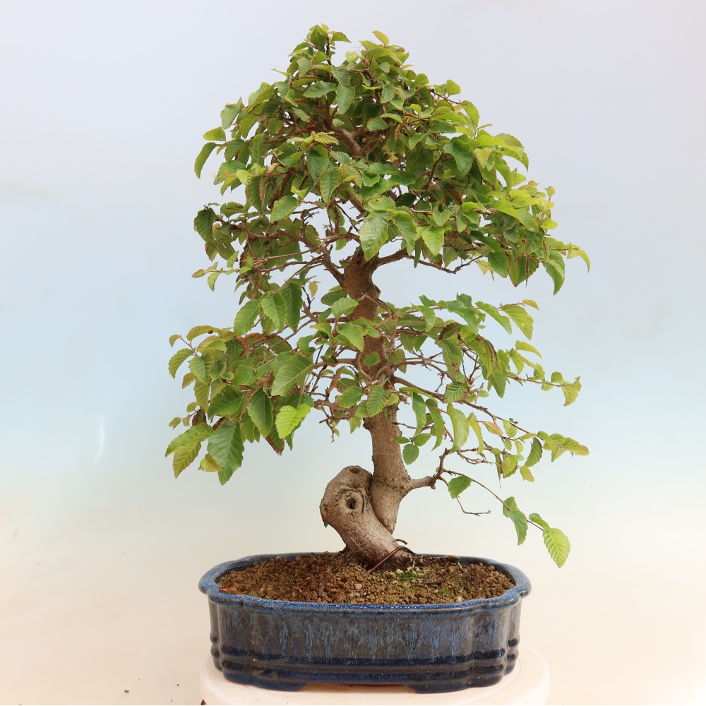 Bonsai da esterno -Carpinus CARPINOIDES - Carpino coreano