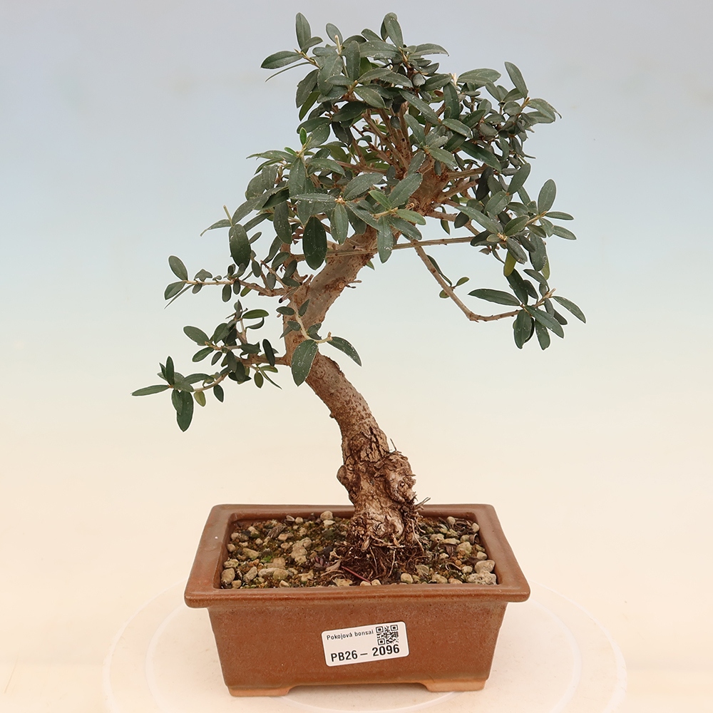 Bonsai da interno - Olea europaea sylvestris