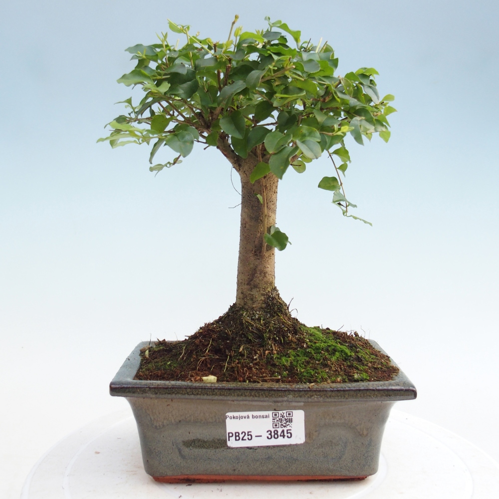 Camera bonsai -Ligustrum chinensis - Becco d'uccello