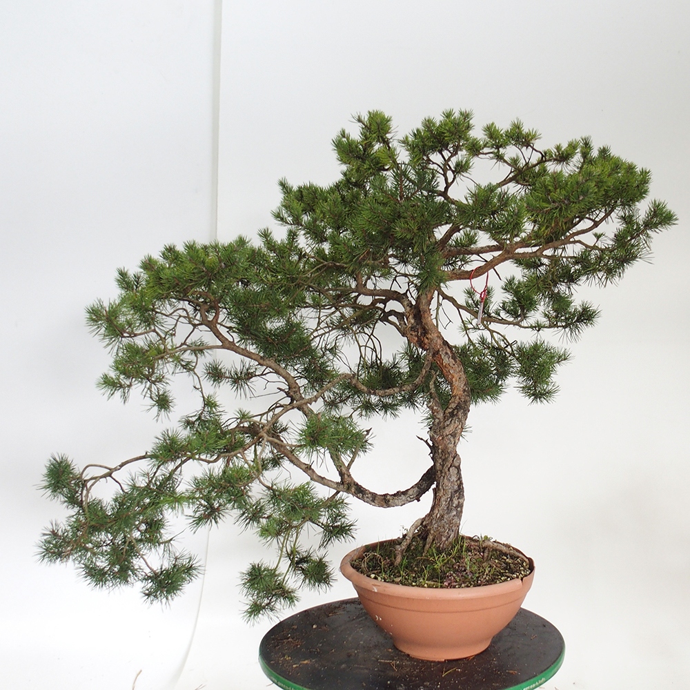 Yamadori - Pinus sylvestris Spagna