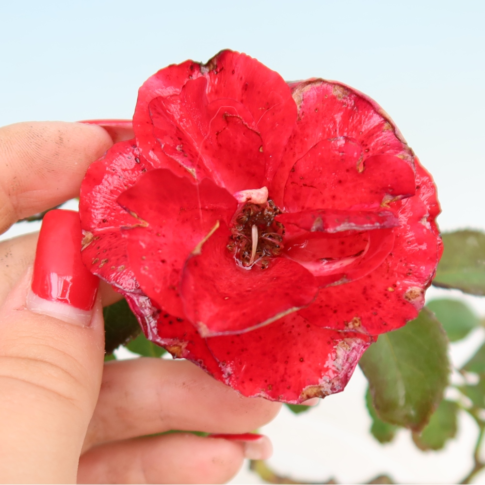 Bonsai da esterno - Rosa Kordes - rosa