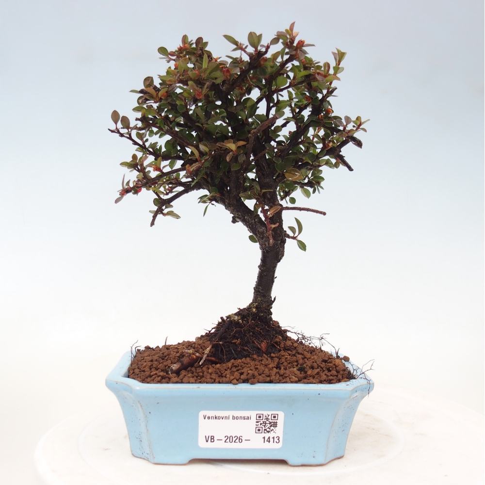 Bonsai da esterno - Cotoneaster horizontalis - Montagna rocciosa