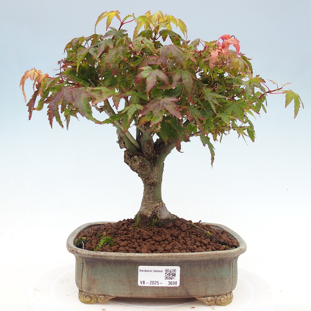 Acer palmatum KIOHIME - Acero palmato