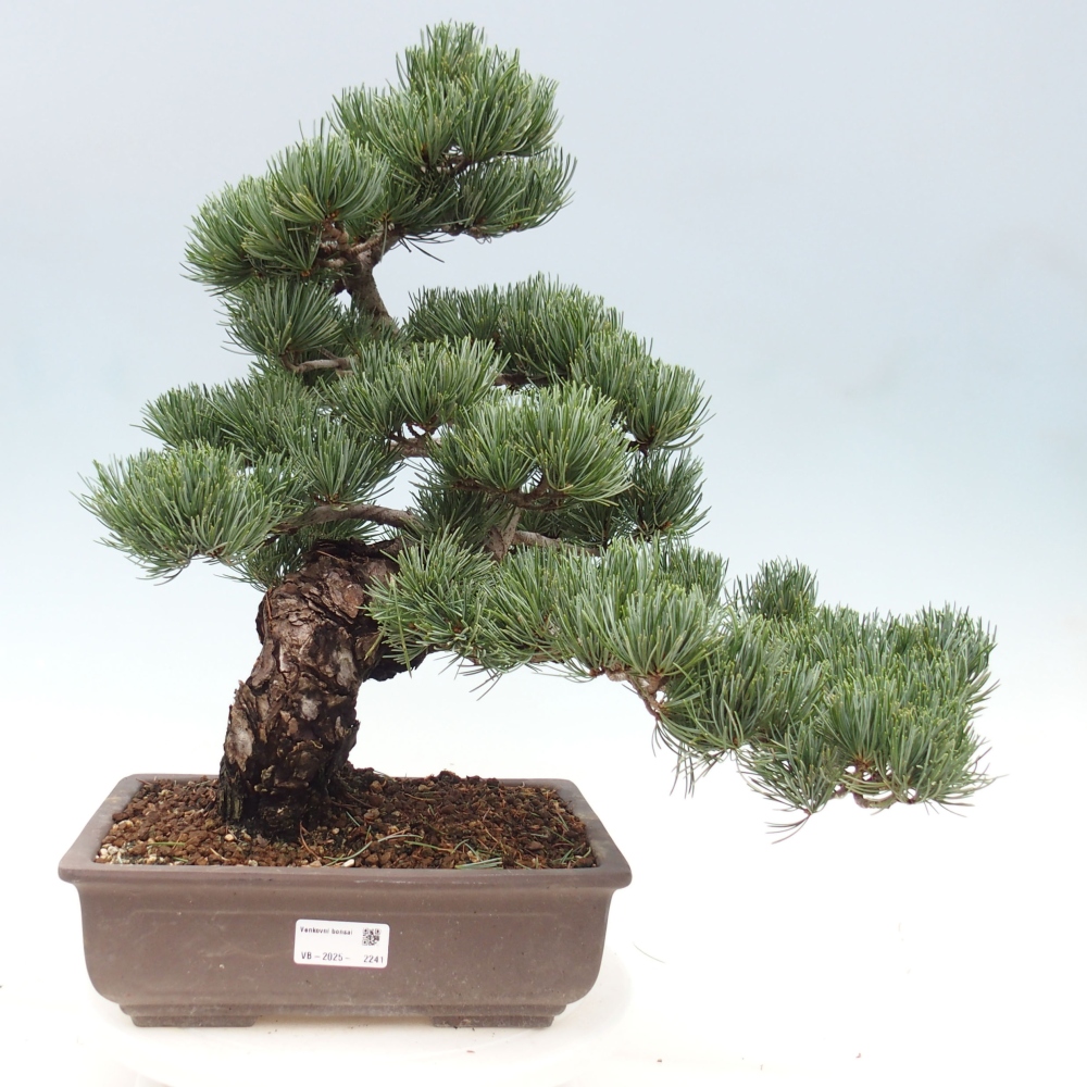 Bonsai da esterno - Pinus parviflora - Pinus parviflora