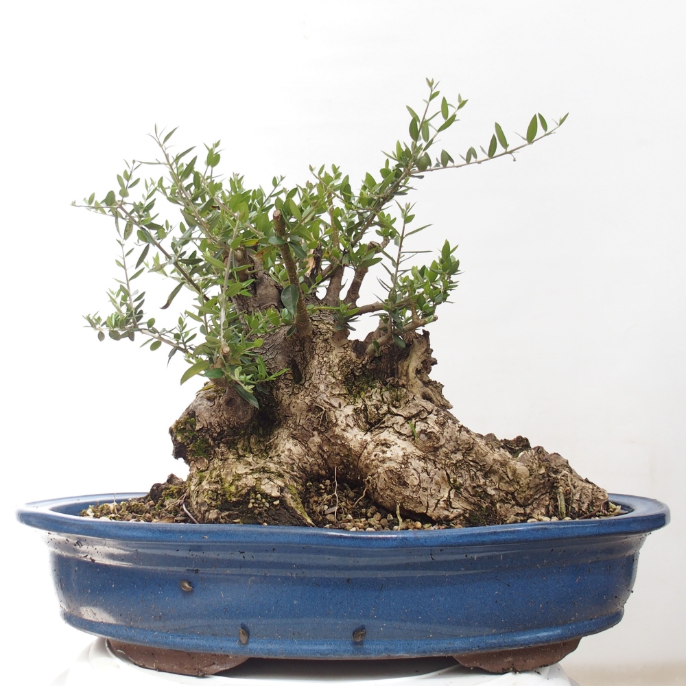Bonsai da interno - Olea europaea sylvestris
