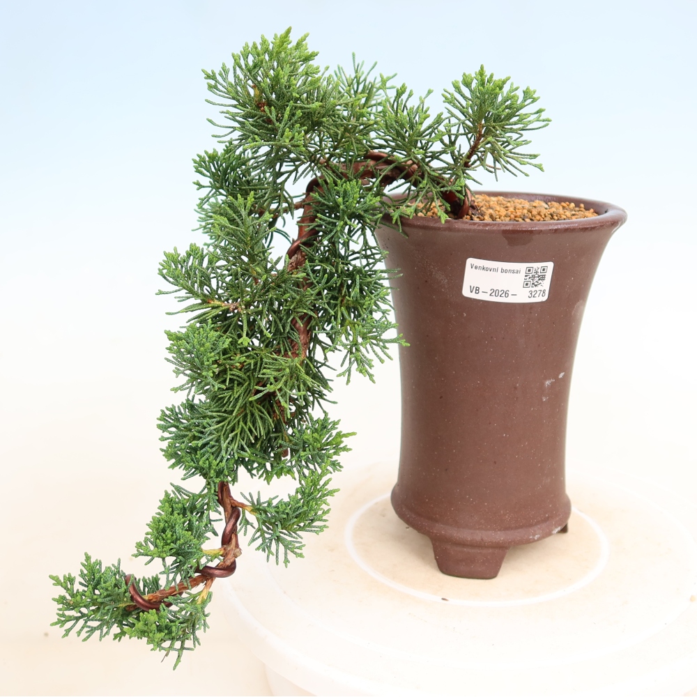 Bonsai da esterno - Juniperus chinensis Kishu