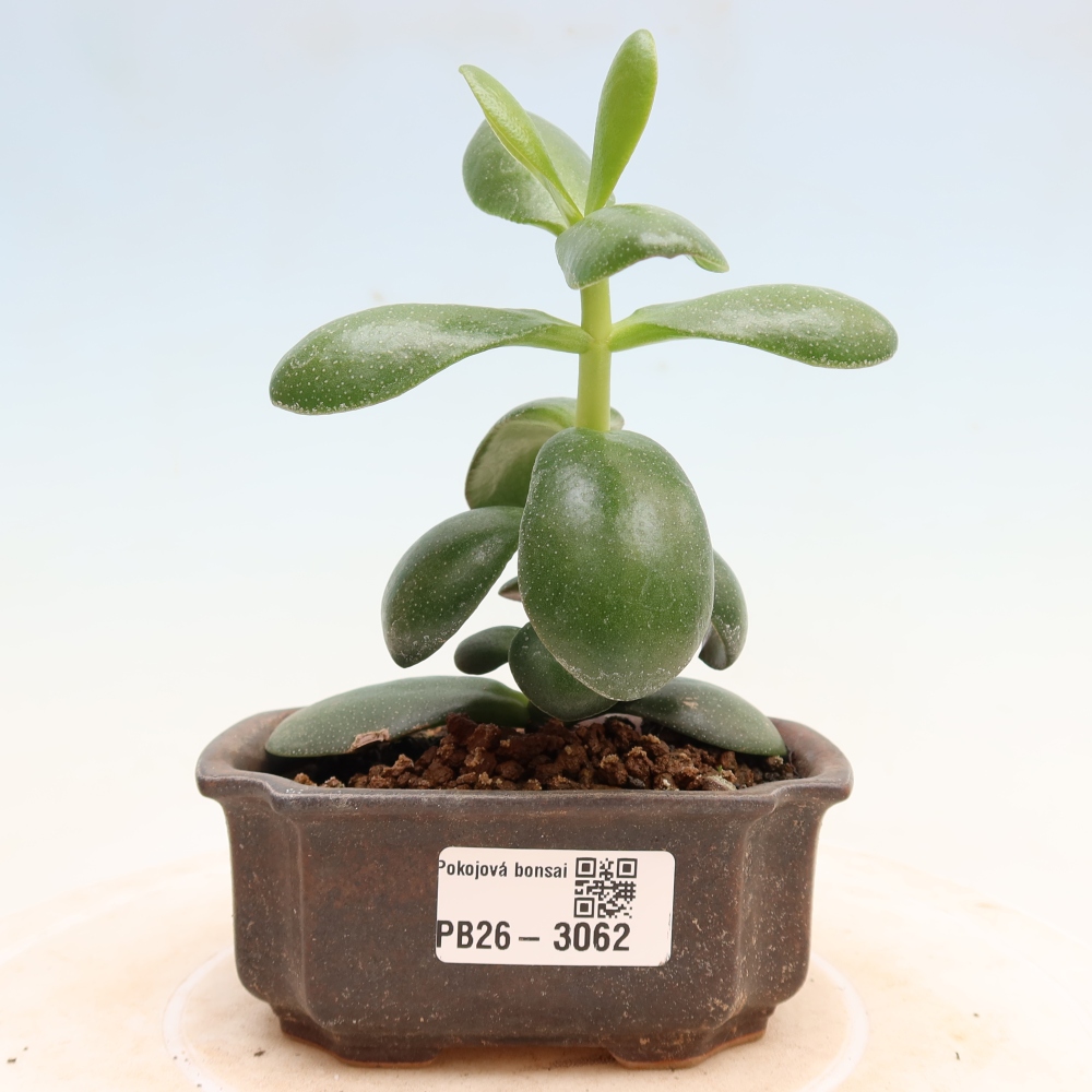 Bonsai da interno - Crassula ovata