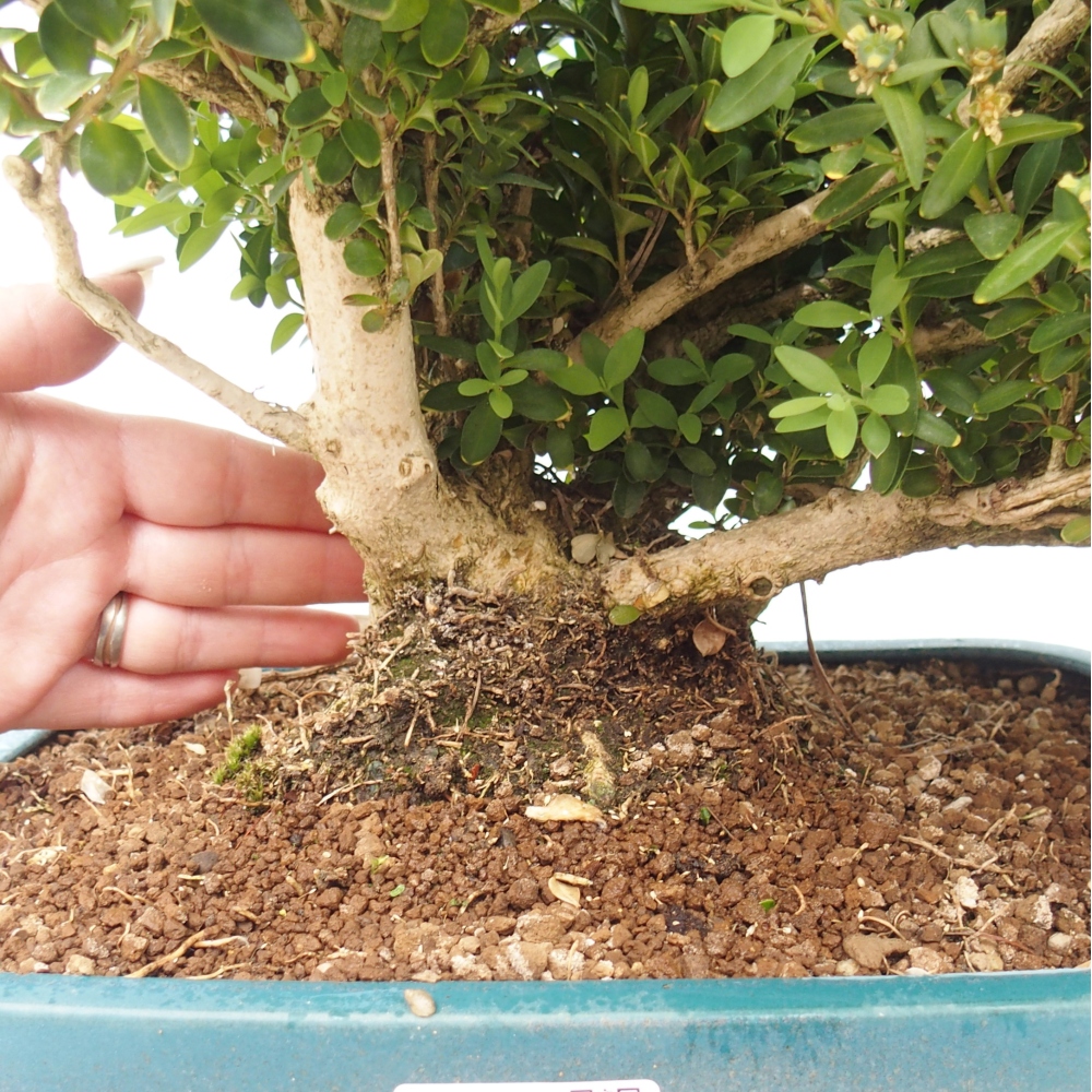 Bonsai da esterno - Buxus sempervirens - bosso