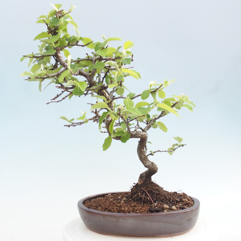 Bonsai da esterno - Chaneomeles chinensis