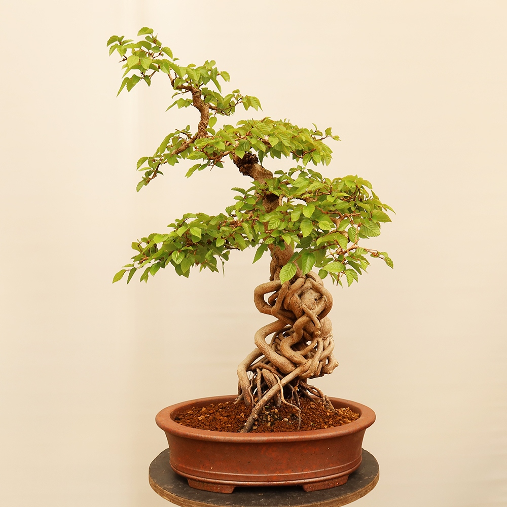 Bonsai da esterno -Carpinus Coreana - Carpino coreano