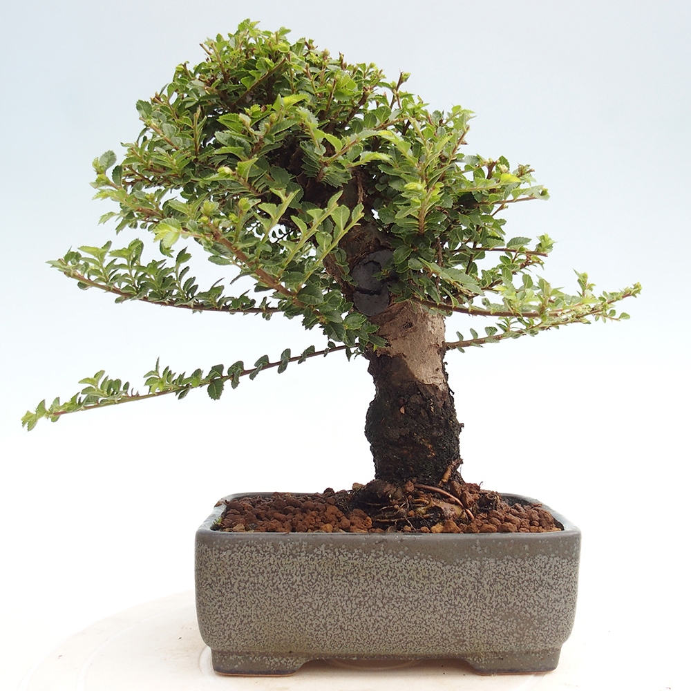Bonsai da esterno - Ulmus parvifolia Hokkaido - Olmo cinese