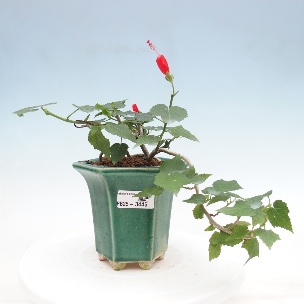 Bonsai da interno - Malvaviscus arboreus
