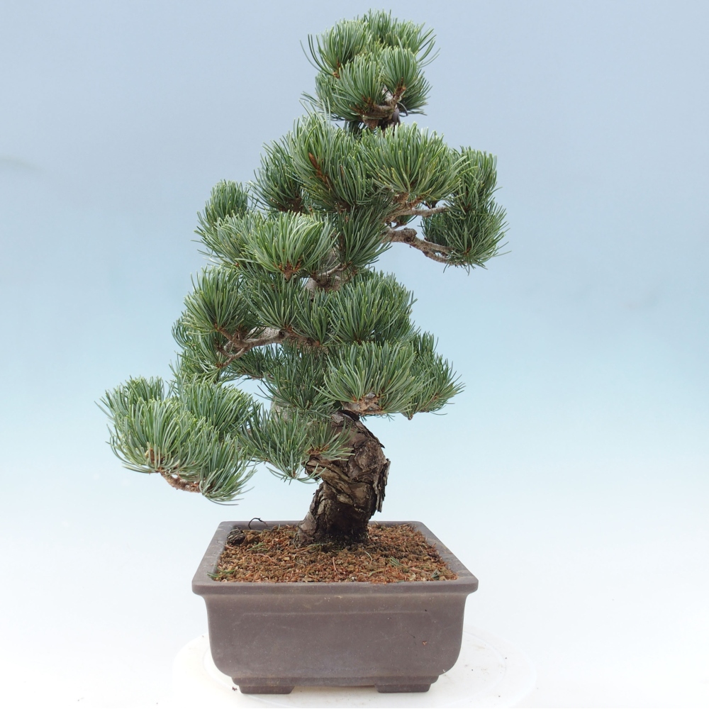 Bonsai da esterno - Pinus parviflora - Pinus parviflora