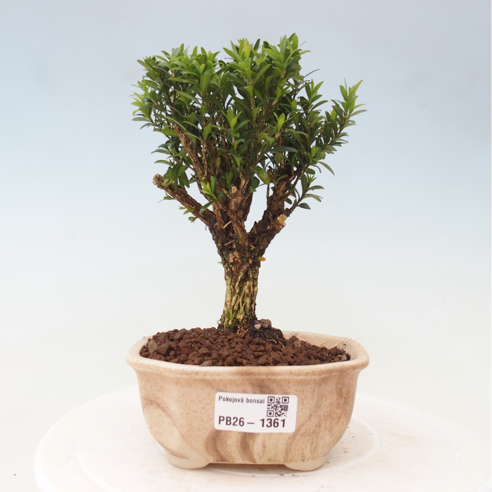 Camera bonsai - Buxus harlandii - buxus da sughero