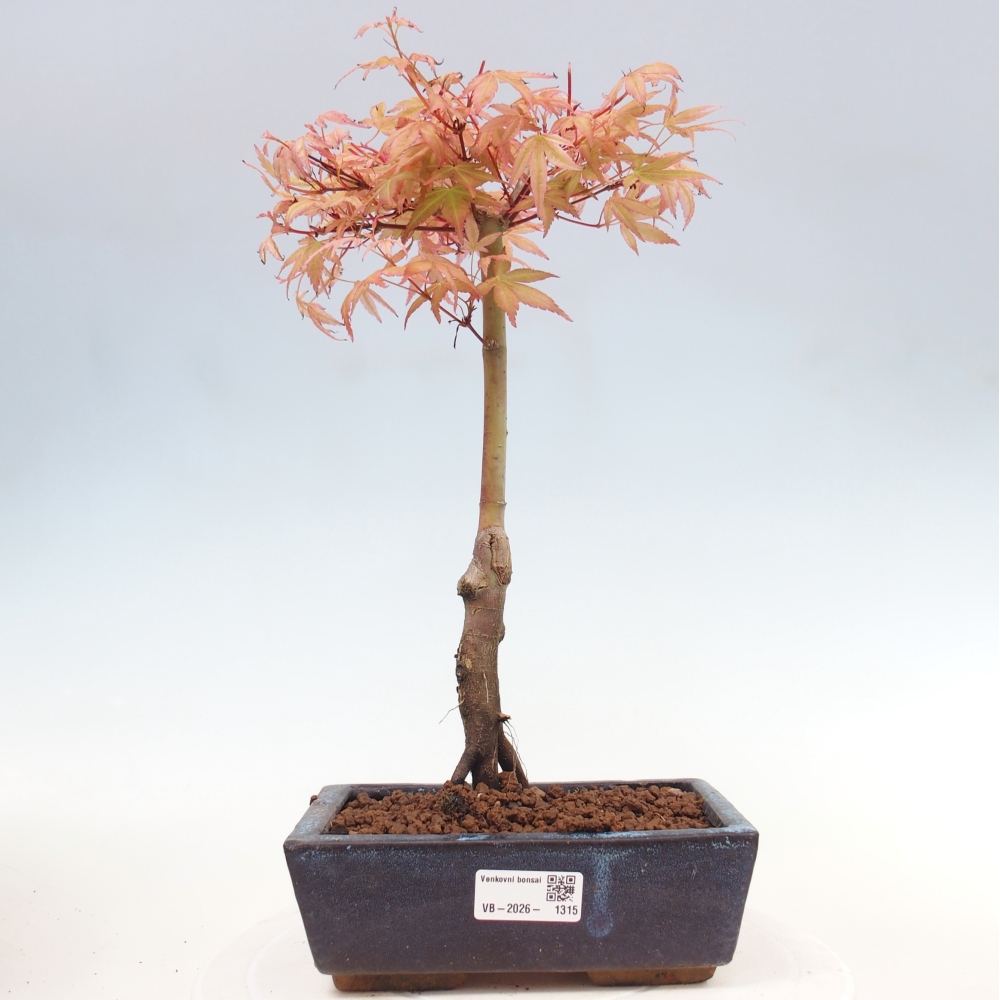 Acero norvegese - Acer palmatum Beni Tsukasa