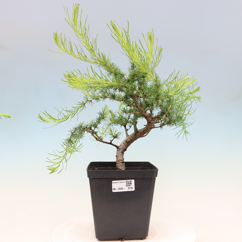 Bonsai da esterno -Larix decidua - Larice