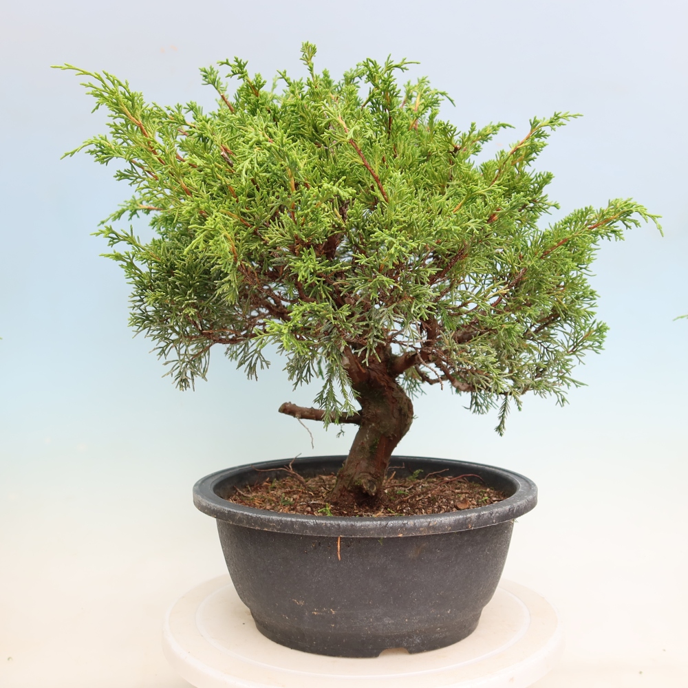 Bonsai da esterno - Juniperus chinensis Itoigawa-Juniperus chinensis