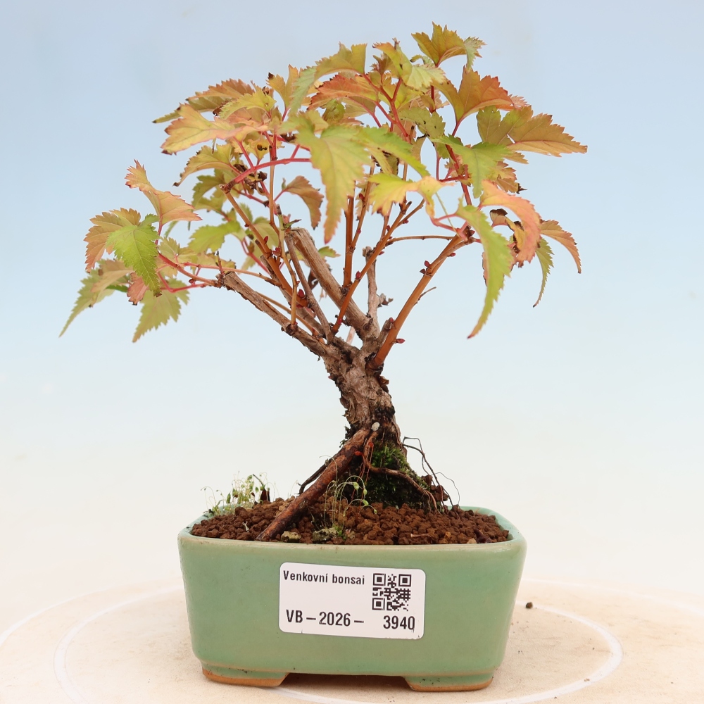 Bonsai da esterno - Stephanandra incisa - Stephanandra incisa