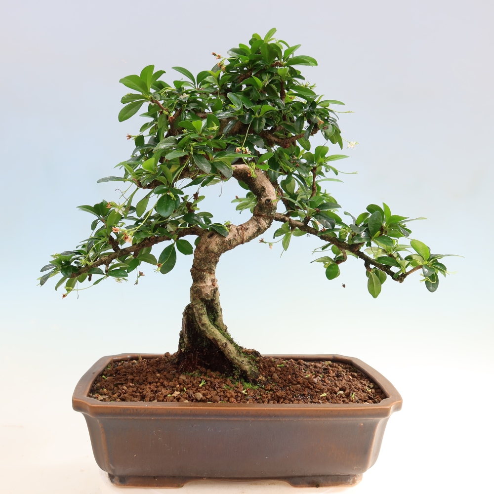 Camera bonsai - Carmona macrophylla - Tea fuki