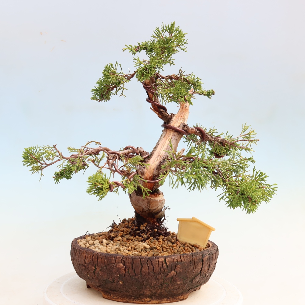 Bonsai da esterno - Juniperus chinensis Itoigawa-Juniperus chinensis