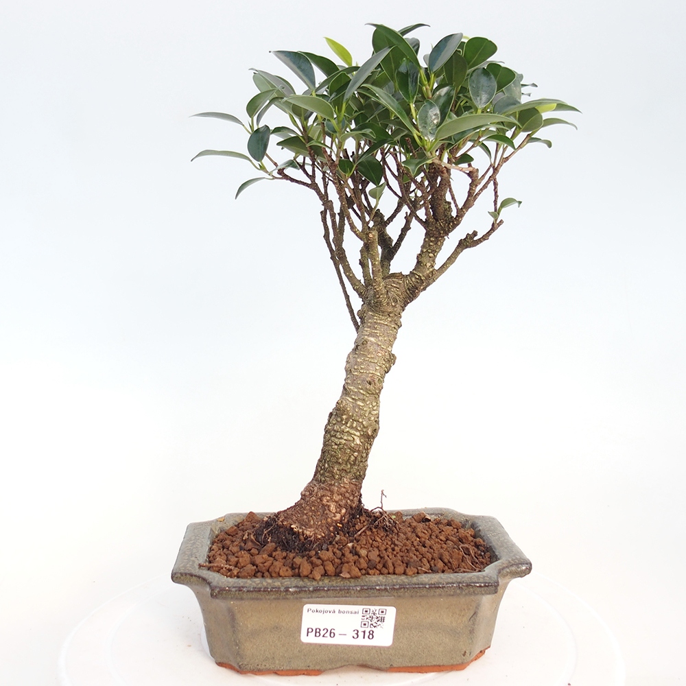Camera bonsai - Ficus retusa - ficus a foglie piccole