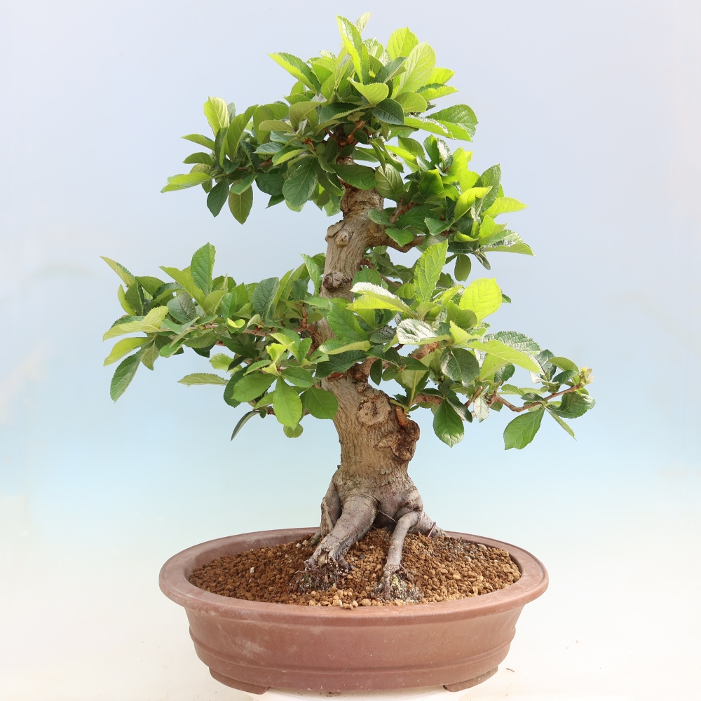 Bonsai da esterno - Photinia villosa