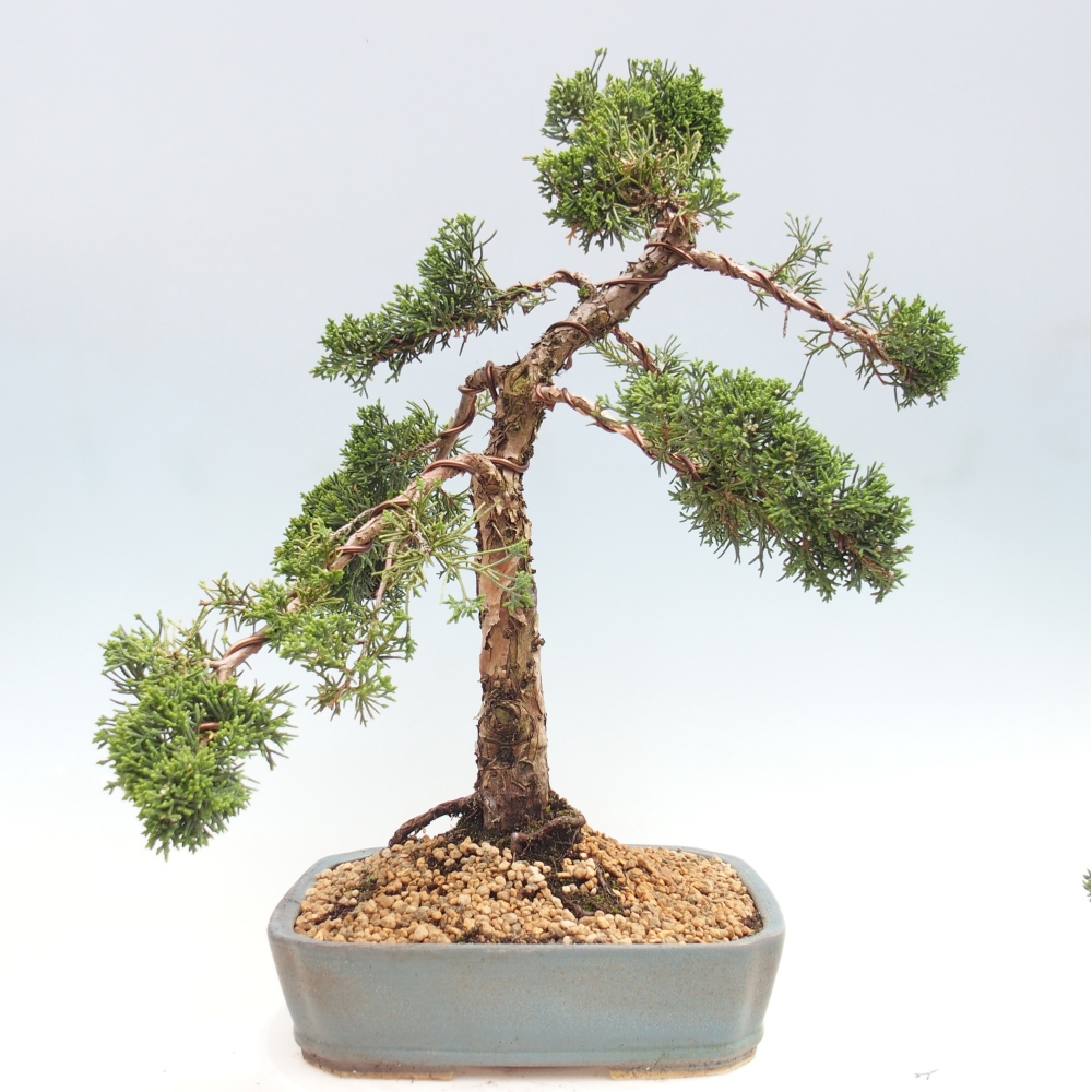 Bonsai da esterno - Juniperus chinensis Kishu