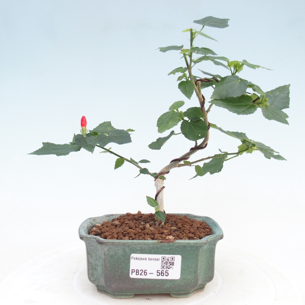 Bonsai da interno - Malvaviscus arboreus