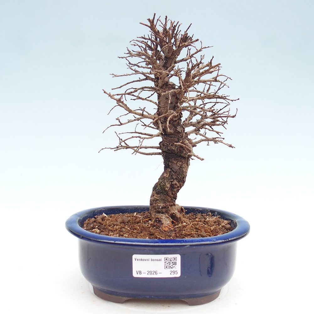 Bonsai da esterno - Zelkova - Zelkova NIRE