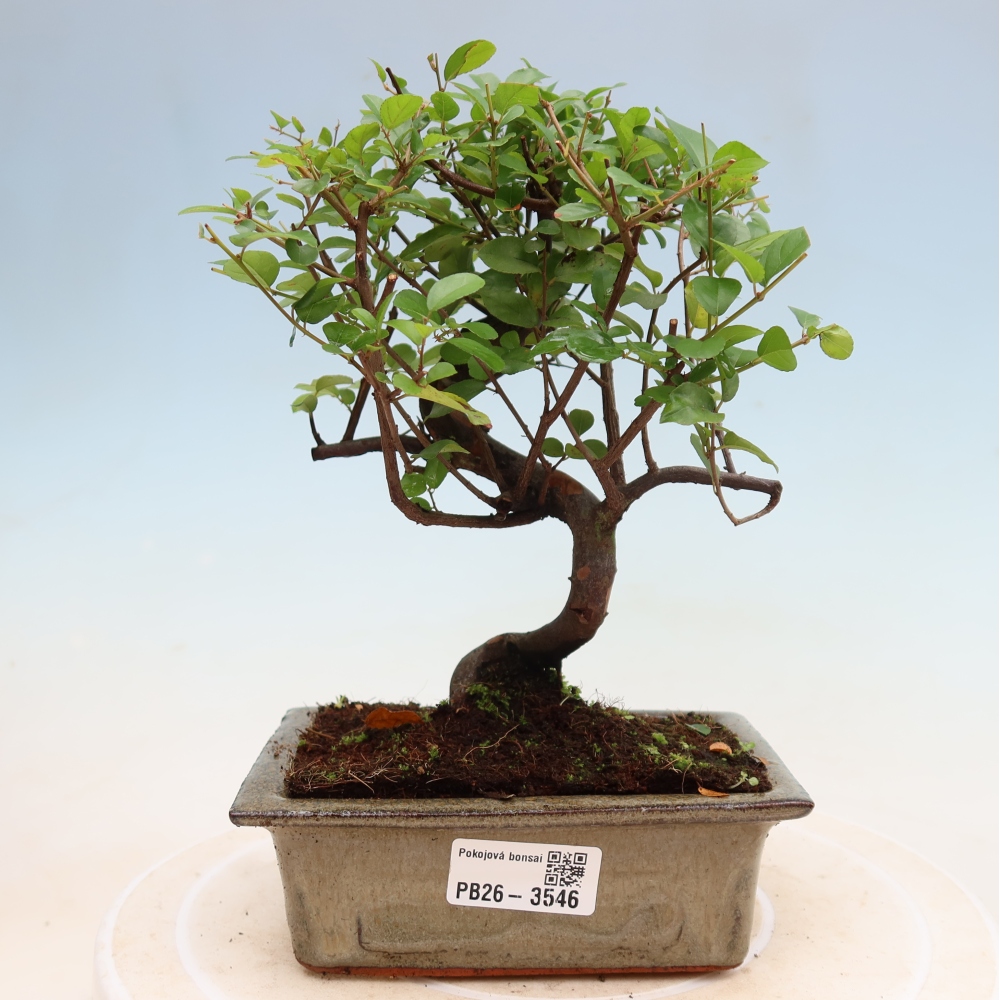 Camera bonsai - Sageretia thea - Sageretia thea