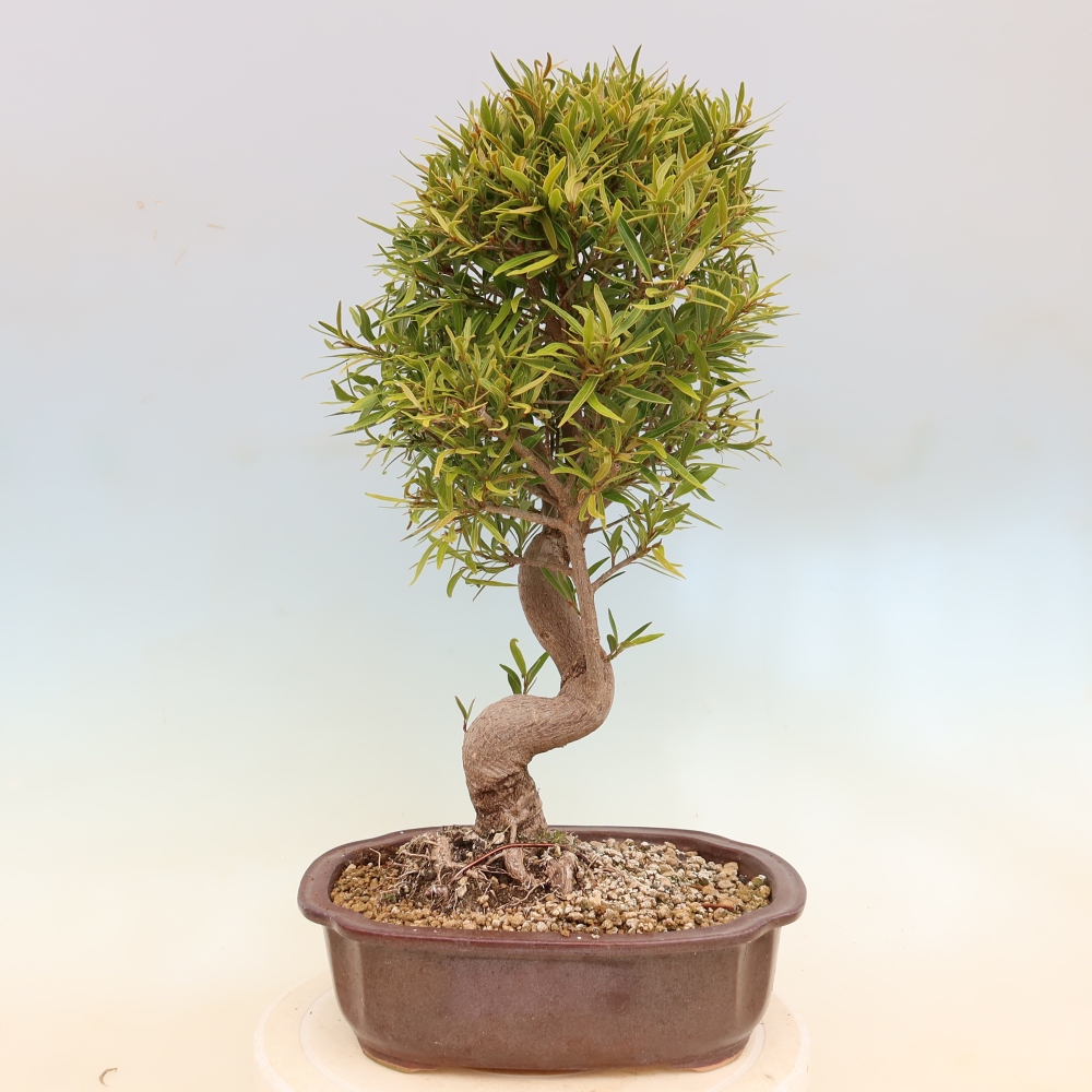 Camera bonsai - Ficus nerifolia - ficus a foglie piccole