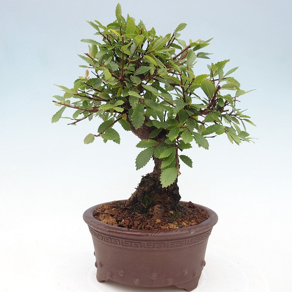 Bonsai da esterno - Zelkova - Zelkova NIRE